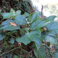 <i>Alocasia cucullata</i>  (Lour.) G.Don